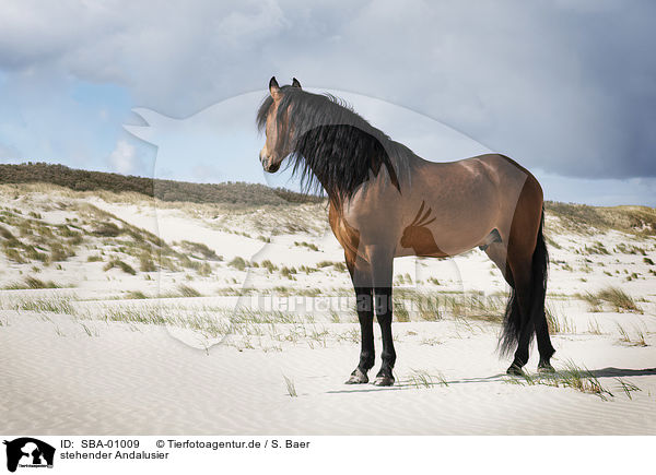stehender Andalusier / standing Andalusian Horse / SBA-01009