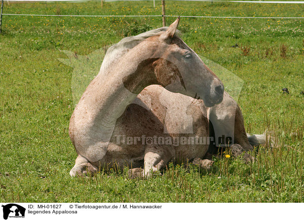 liegendes Appaloosa / lying Appaloosa / MH-01627