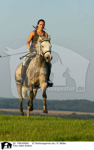 Frau reitet Araber / woman rides arabian horse / PM-04668