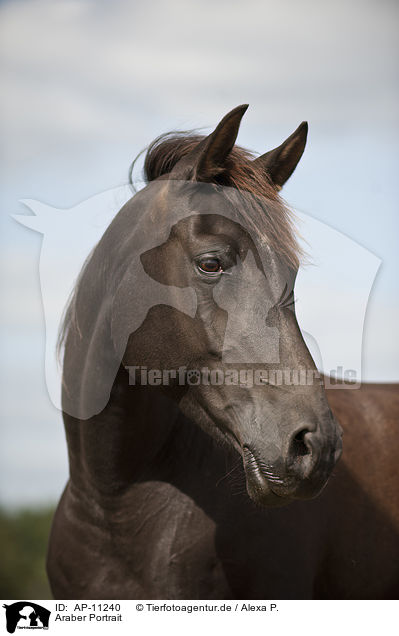 Araber Portrait / arabian horse portrait / AP-11240