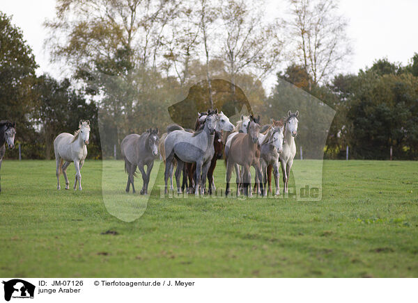 junge Araber / young arabian horses / JM-07126
