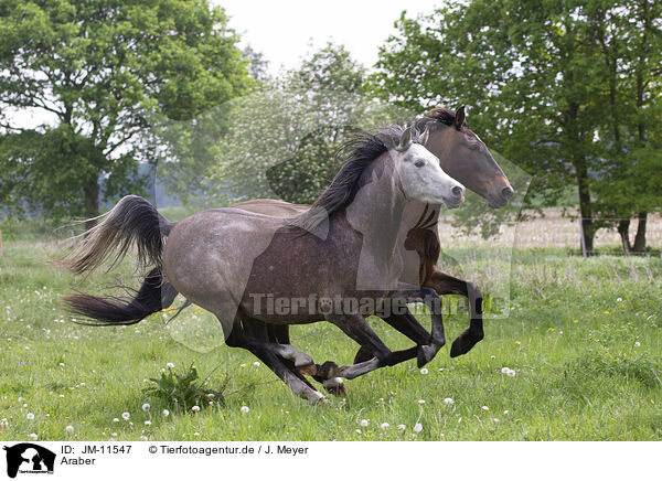 Araber / arabian horses / JM-11547