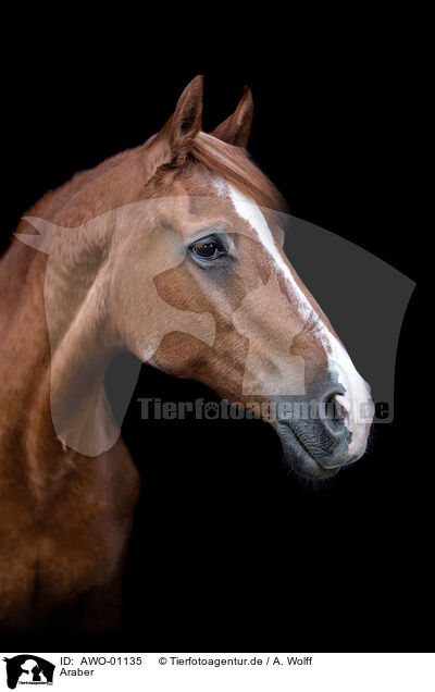 Araber / arabian horse / AWO-01135