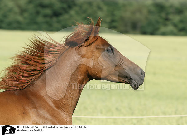 Arabisches Vollblut / arabian horse / PM-02874