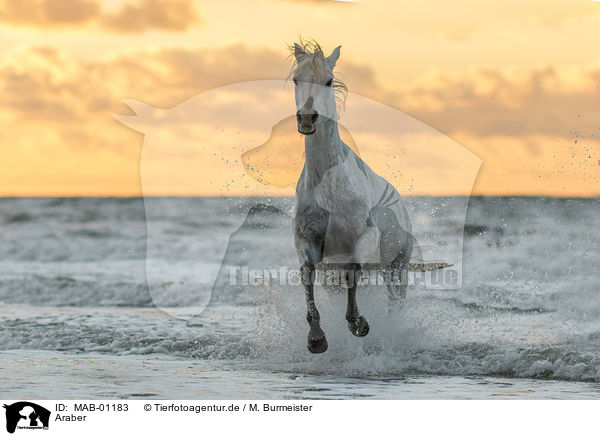 Araber / Arabian Horse / MAB-01183