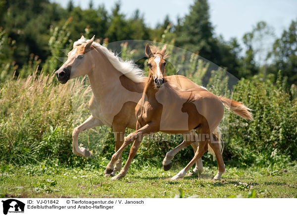 Edelbluthaflinger und Arabo-Haflinger / Haflinger and Arabo-Haflinger / VJ-01842
