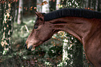 Bayerisches Warmblut