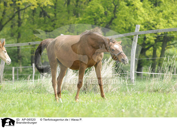 Brandenburger / Brandburger horse / AP-06520