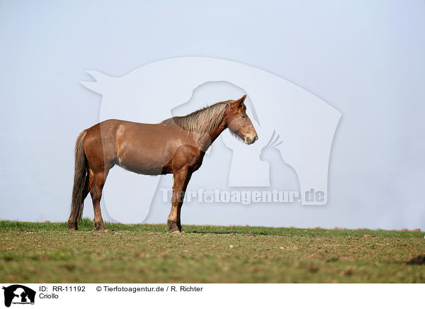 Criollo / Criollo / RR-11192