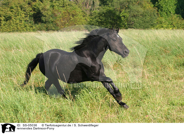 rennendes Dartmoor-Pony / running Dartmoor Pony / SS-05036