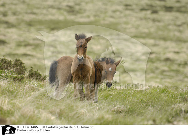 Dartmoor-Pony Fohlen / dartmoor pony foals / CD-01465