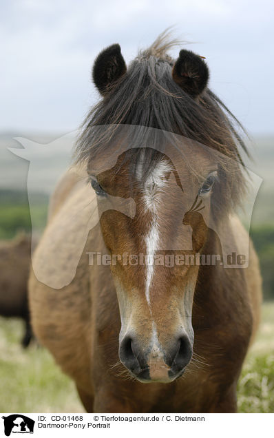 Dartmoor-Pony Portrait / Dartmoor Pony Portrait / CD-01468