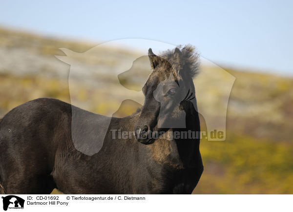 Dartmoor Hill Pony / Dartmoor Hill Pony / CD-01692