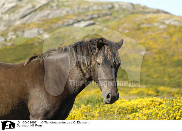 Dartmoor Hill Pony / Dartmoor Hill Pony / CD-01697