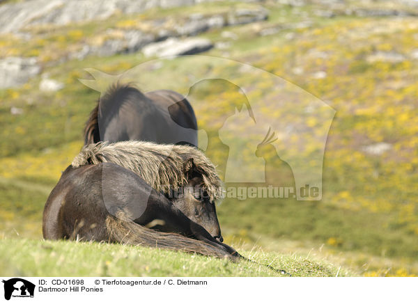 Dartmoor Hill Ponies / Dartmoor Hill Ponies / CD-01698