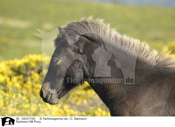 Dartmoor Hill Pony / Dartmoor Hill Pony / CD-01700