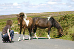 Frau mit Dartmoor Hill Ponies