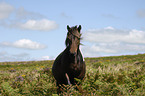 Dartmoor Hill Pony