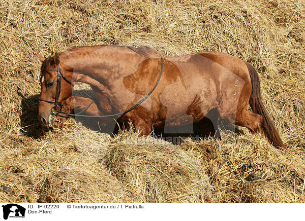 Don-Pferd / Don / IP-02220