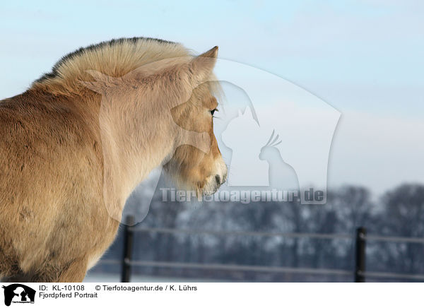Fjordpferd Portrait / Fjord horse portrait / KL-10108