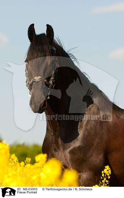 Friese Portrait / Friesian horse portrait / NS-03003
