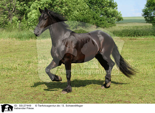 trabender Friese / trotting Frisian horse / SS-27449