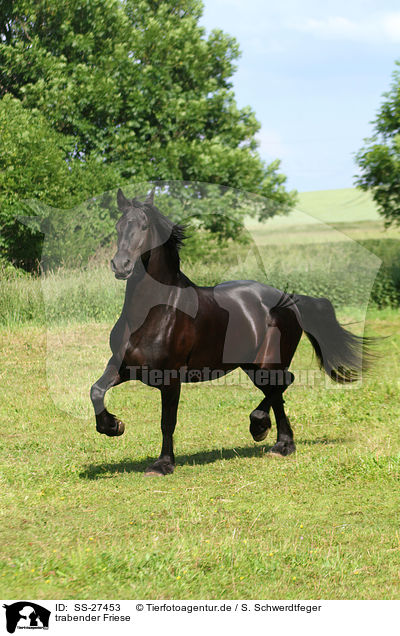 trabender Friese / trotting Frisian horse / SS-27453