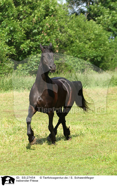 trabender Friese / trotting Frisian horse / SS-27454