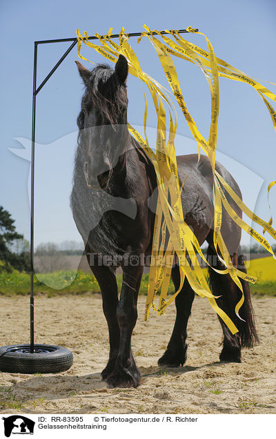 Gelassenheitstraining / calmness training / RR-83595