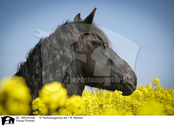 Friese Portrait / Frisian Portrait / RR-83598