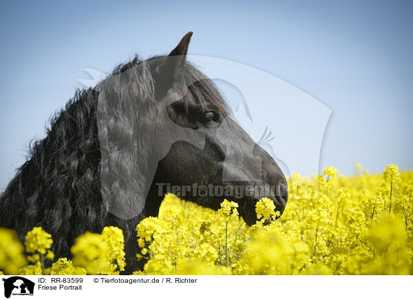 Friese Portrait / Frisian Portrait / RR-83599