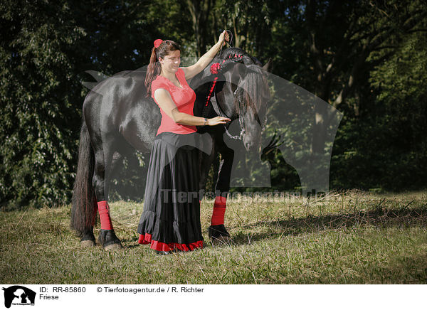 Friese / Friesian Horse / RR-85860