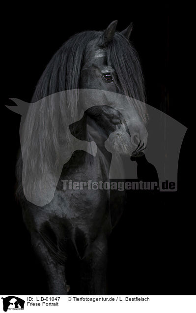 Friese Portrait / Friesian Horse portrait / LIB-01047