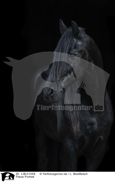 Friese Portrait / Friesian Horse portrait / LIB-01048
