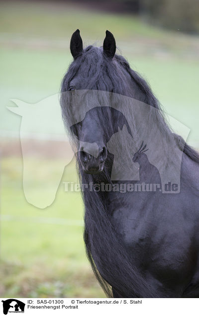Friesenhengst Portrait / Frisian stallion portrait / SAS-01300
