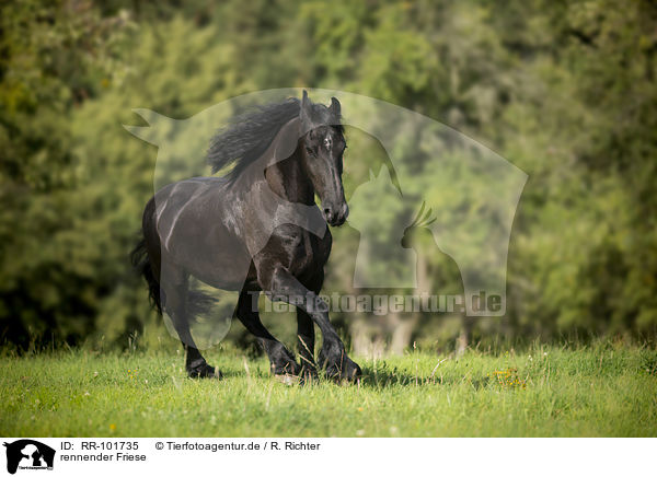 rennender Friese / running Friesian Horse / RR-101735
