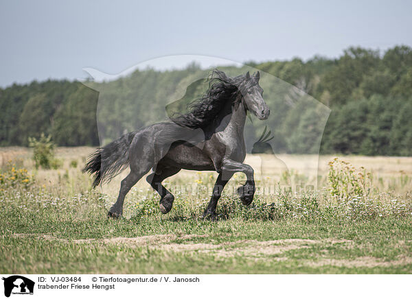 trabender Friese Hengst / trotting Friesian stallion / VJ-03484
