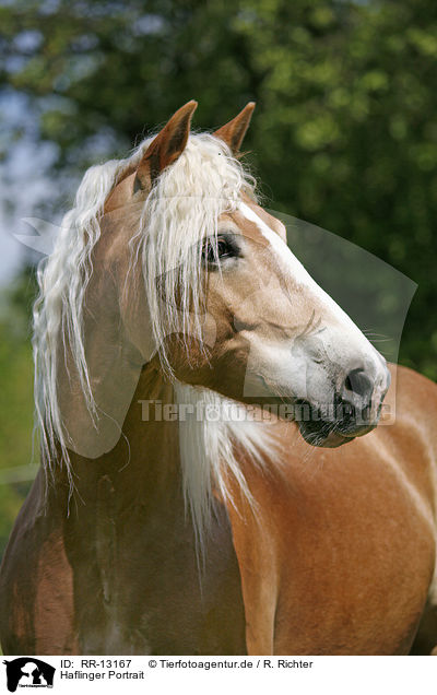 Haflinger Portrait / Haflinger Portrait / RR-13167