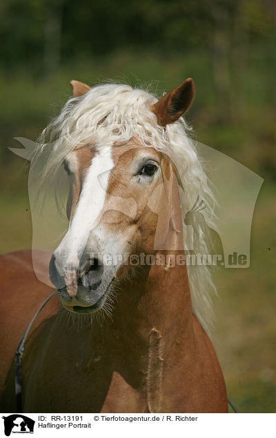 Haflinger Portrait / Haflinger Portrait / RR-13191