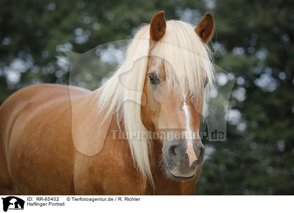Haflinger Portrait / Haflinger Portrait / RR-85402