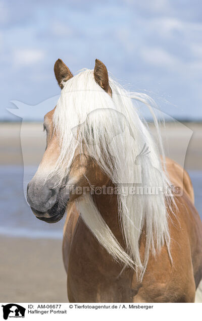 Haflinger Portrait / Haflinger portrait / AM-06677