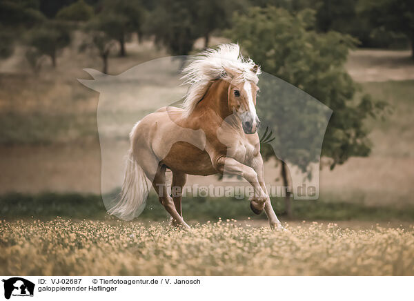 galoppierender Haflinger / galloping Haflinger / VJ-02687