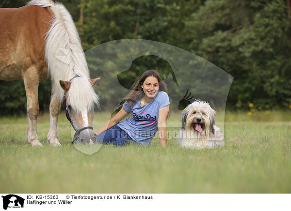 Haflinger und W�ller / Haflinger and Waeller Sheepdog / KB-15363