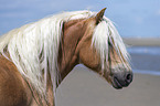 Haflinger Portrait