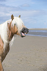 Haflinger Portrait