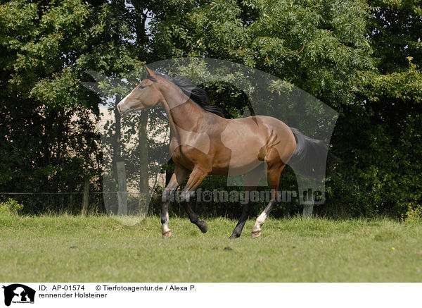 rennender Holsteiner / running horse / AP-01574