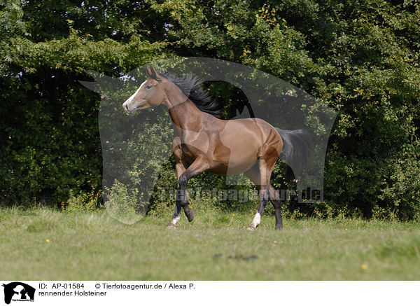 rennender Holsteiner / running horse / AP-01584