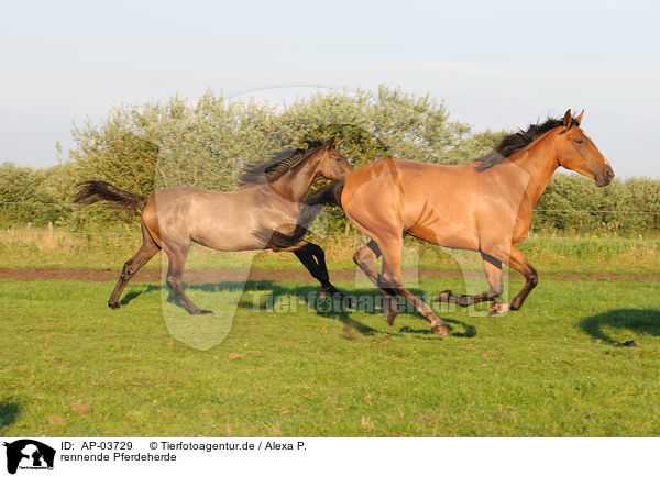 rennende Pferdeherde / running herd of horses / AP-03729