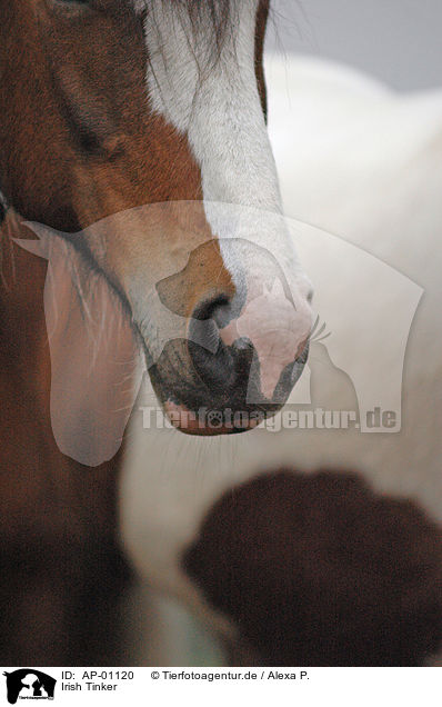 Irish Tinker / Irish Tinker / AP-01120