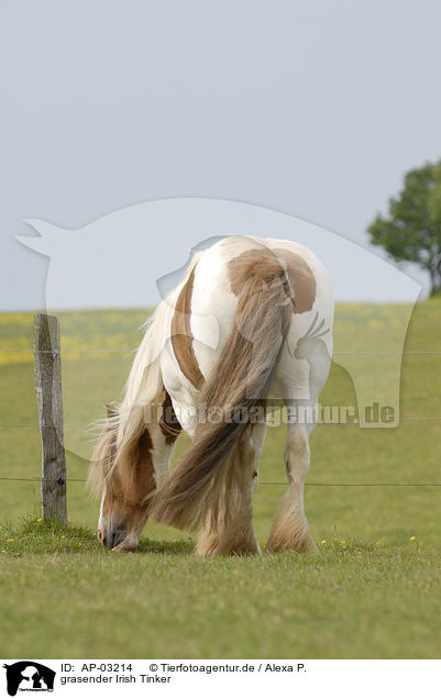 grasender Irish Tinker / grazing Irish Tinker / AP-03214